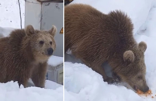 Kış uykusuna yatmayan ayı şantiyeye girdi!