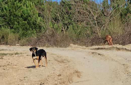 Kastamonu'da 10 köpeği uyuşturup araziye attılar