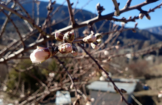 Gümüşhane'de Şubat ayında açan badem ağaçları şaşırttı