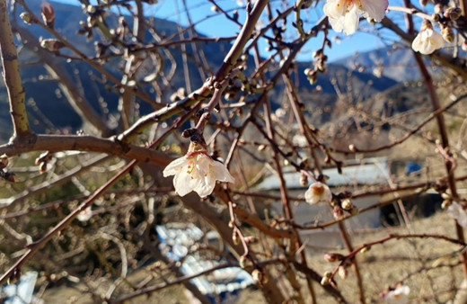 Gümüşhane'de Şubat ayında badem ağaçları çiçek açtı!