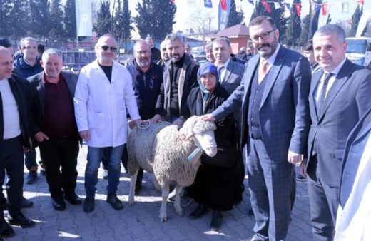 Kocaeli'de hayvancıya küçükbaş desteği: Üreticiye koç ve teke dağıtılıyor