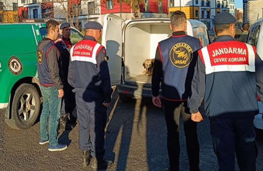 Köpek dövüşü organize eden 9 şüpheli yakalandı!