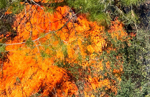 Orman yangını çıktı! Alevleri gören ekiplere haber verdi