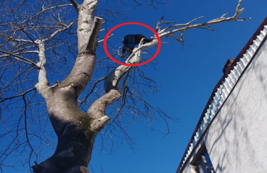 Hırsız maymun gibi çıktığı ağaçta polise el salladı