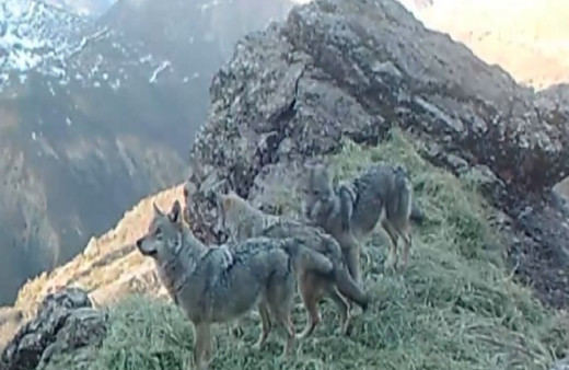 Tunceli’nin yaban hayatı fotokapanlara yansıdı