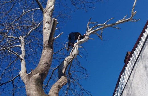 Polisin kovaladığı hırsızlık zanlısı, tırmandığı ağaçta yakalandı!