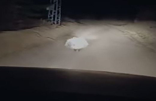 Elazığ’da nesli tükenme tehlikesi altında olan oklu kirpi görüntülendi