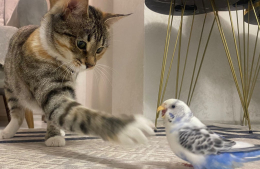 Erzurum’da kedi ile muhabbet kuşunun dostluğu hayrete düşürdü