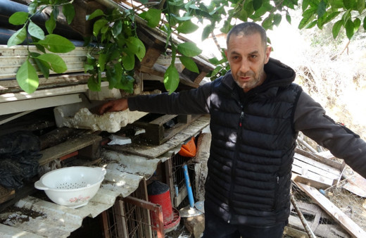 Başıboş kurt köpekleri kümesteki tavukları telef etti