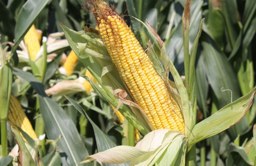 Mısır üreticisine büyük destek sağlandı