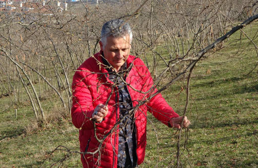 Havaların sıcak gitmesi fındıkta verim endişesine neden oldu