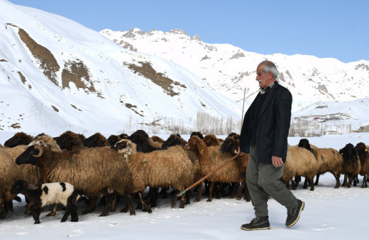 Şırnak'ta besicilerin zorlu mesaisi devam ediyor