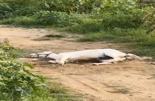 Yerde yatan atın görüntüsü korkuttu