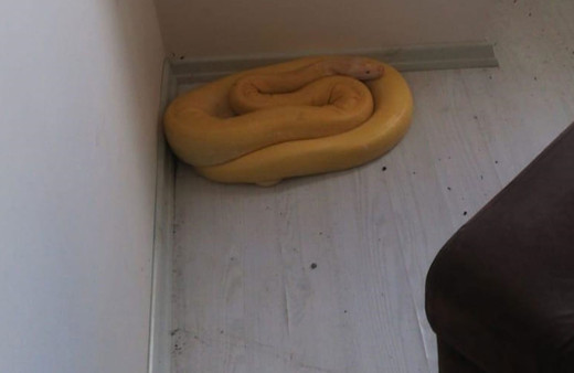 Antalya'da bir evde albino piton bulundu