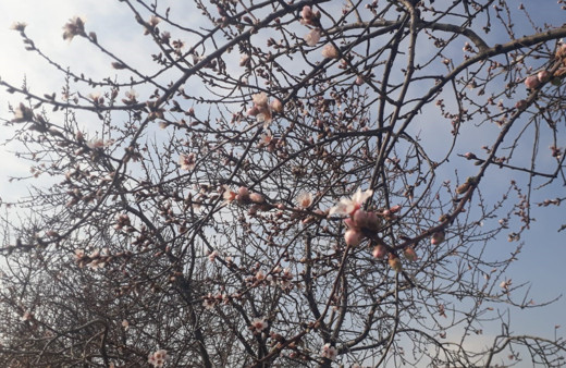 Konya'da badem ağaçları çiçek açtı