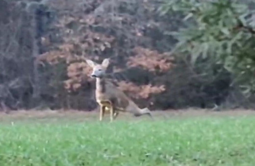 Karabük'te karaca telefonla görüntülendi