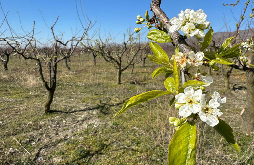 Tokat'ta meyve ağaçları erken çiçek açtı, zirai dondan endişe ediliyor