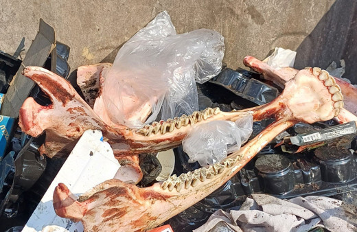 Düzce'de çöp konteynırında bulunan etinden sıyrılmış kemiklerin sırrı çözüldü