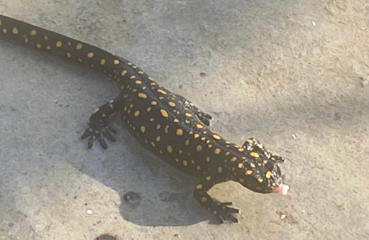 Bitlis’te Anadolu semenderi görüntülendi