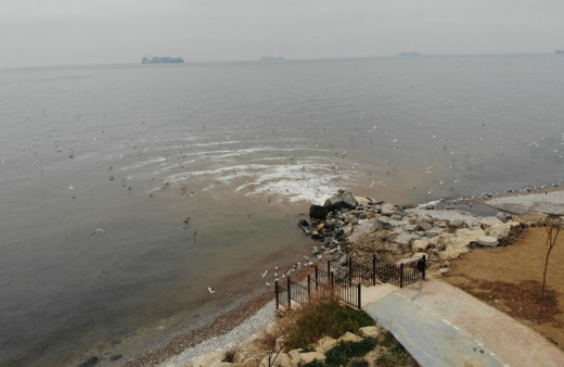 Beylikdüzü’nde kanalizasyon sularının denize aktığı yerde, deniz kahverengi döndü