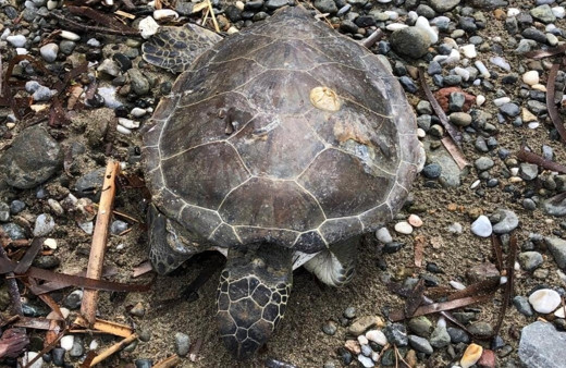 Marmaris sahilinde ölü yavru caretta bulundu