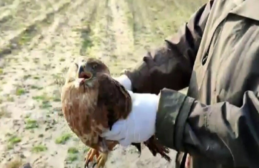 Aç kaldığı için halsiz düşen şahin yeniden kanat çırptı
