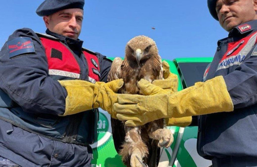 Jandarma tarafından bulunan kartal koruma altına alındı