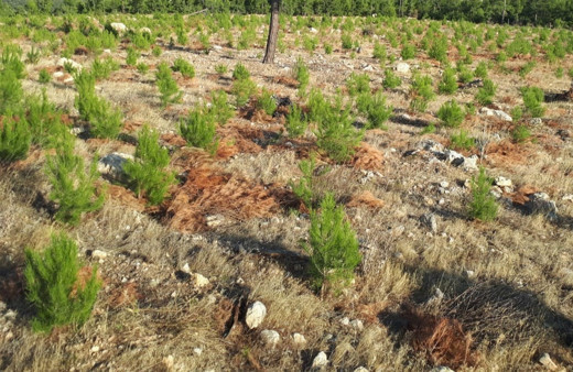 Mersin’de yanan 12 bin 946 hektar ormanlık alana 4 milyon fidan dikildi