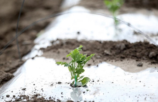 Meteorolojiden Kayseri'de zirai don uyarısı
