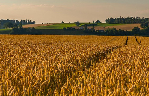 Kırklareli'nde tarlaya gömülmüş anne ve oğlunun cesedi bulundu