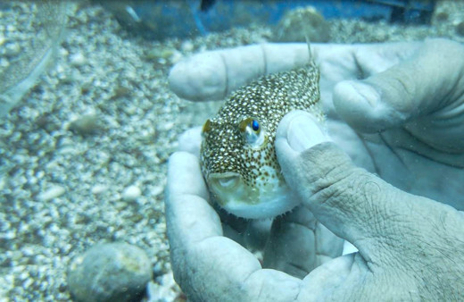 Resmi Gazete'de karar çıktı! Avlayana tane başı 25 lira ödenecek