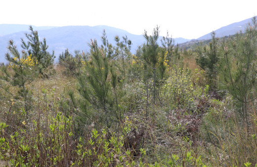 Hatay'da geçen yıl yanan 663 hektar ormana 6 ton kızılçam tohumu ekildi