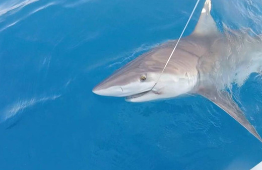 Kuzu balığı diye oltayı çekti, köpek balığı çıktı!
