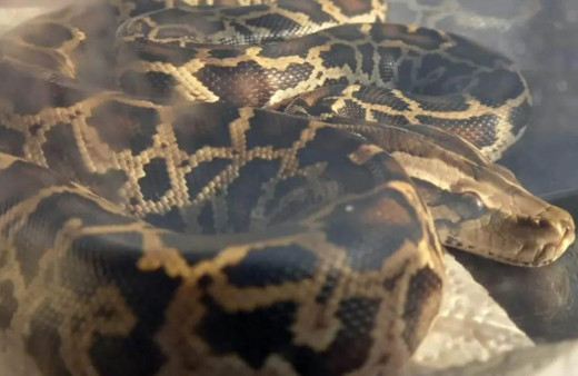 Trabzon'da otobüs terminalinde piton ele geçirildi