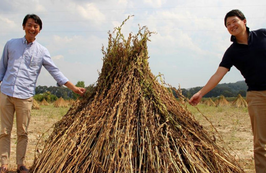 Japonlar Gökova sarı susamına bayılıyor!