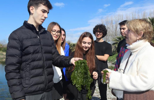 Deniz marulu proteinli alternatif gıda olarak kullanılabilecek