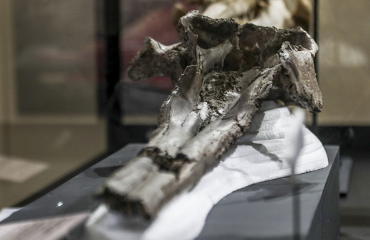 Peru Amazon'unda antik dev nehir yunusu türü keşfedildi