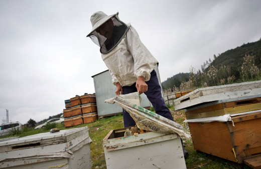 "Yalancı bahar" ve zirai ilaç kullanımı arı ölümlerine yol açıyor!