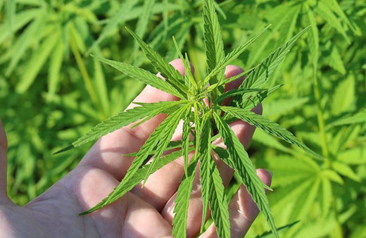 Almanya'da esrarın sınırlı yasallaşmasına bir yeşil ışık daha!