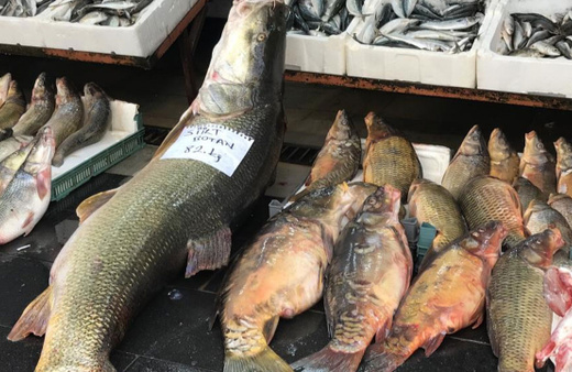 Botan Çayında 82 kilo, 175 santim uzunluğunda turna balığı yakalandı