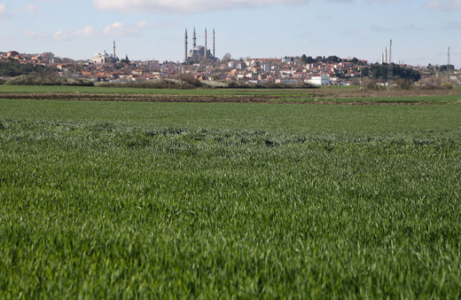 Sıcak havalar bazı buğday tarlalarında hastalığa yol açtı!