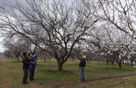 Malatya'da kayısı ağaçları çiçek açtı! Zirai don uyarısı!