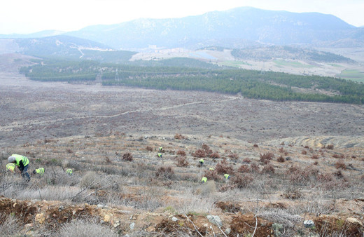 Denizli'de yangında zarar gören ormanlık alana 745 bin fidan dikildi