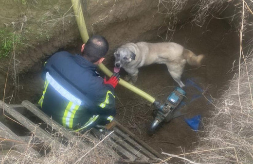 Havuza düşen köpeği itfaiye kurtardı!