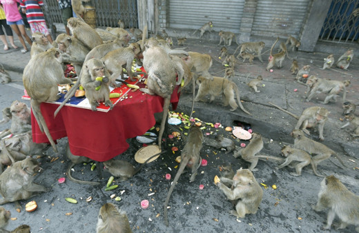 Tayland'da maymunlar şehri istila etti, hepsi toplatılıyor