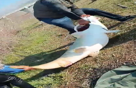 Adıyaman’da 70 kilogram ağırlığında turna balığı yakalandı