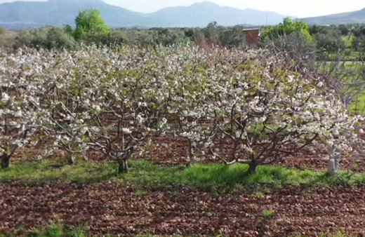 Erkenci kirazın hasadı 3 hafta sonra başlayacak!