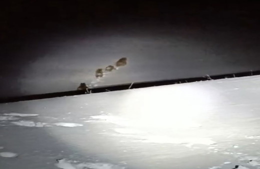 Muş'ta elektrik arızasını gideren ekipler ayılarla karşılaştı