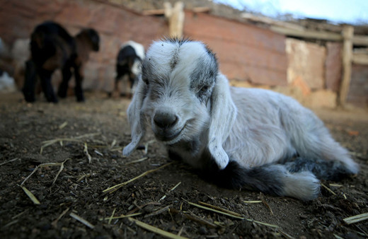 Antalya'da 2 köpek 57 oğlağı telef etti