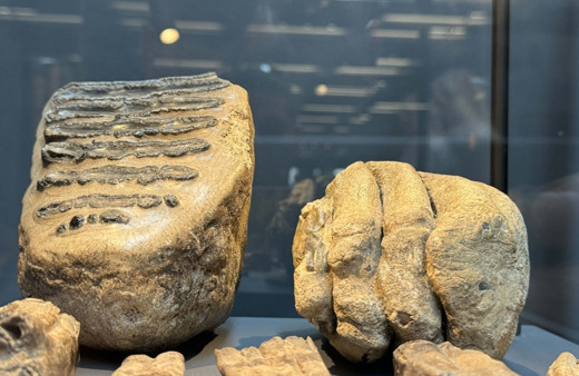 Samsun'da tesadüfen bulunan mamut fosilleri sergileniyor